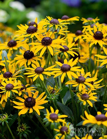 Menu Little Goldstar Rudbeckia 4 Menu Little Goldstar Rudbeckia - Image 2