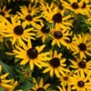 Menu Little Goldstar Rudbeckia -US Garden Plants Sales 2024 77530a