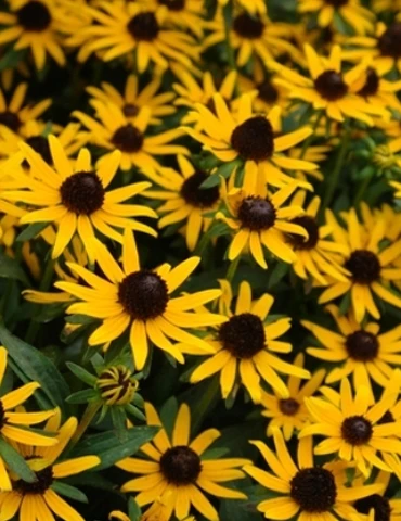 Menu Little Goldstar Rudbeckia 3 Menu Little Goldstar Rudbeckia