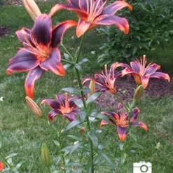 Menu Forever Susan Asiatic Lily -US Garden Plants Sales 2024 77531 forever susan asiatic lily