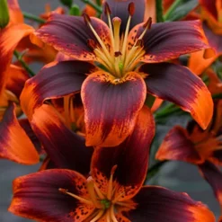 Menu Forever Susan Asiatic Lily