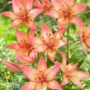 Menu Trogon Asiatic Lily -US Garden Plants Sales 2024 77533 trogon asiatic lily 2