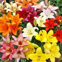 Menu Sunny Perennial Mailbox Garden 21 Menu Sunny Perennial Mailbox Garden -US Garden Plants Sales 2024 77535 mixed asiatic lilies 1