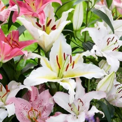 Menu Mixed Oriental Lilies