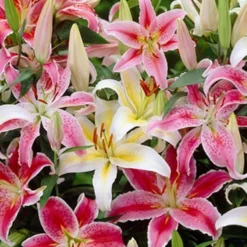 Menu Summer Bouquet Garden 27 Menu Summer Bouquet Garden -US Garden Plants Sales 2024 77536a 2