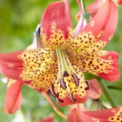 Menu Tiger Lily Collection -US Garden Plants Sales 2024 77537 fusion hybrid lily 1
