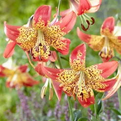 Menu Tiger Lily Collection -US Garden Plants Sales 2024 77537 fusion hybrid lily 2 1