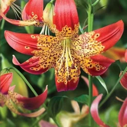 Menu Tiger Lily Collection -US Garden Plants Sales 2024 77537a 1