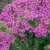 Menu Purple Flame Tall Phlox -US Garden Plants Sales 2024 77538 purple flame tall phlox 3
