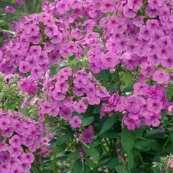 Menu Purple Flame Tall Phlox