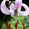 Menu Lankogense Lily -US Garden Plants Sales 2024 77539a