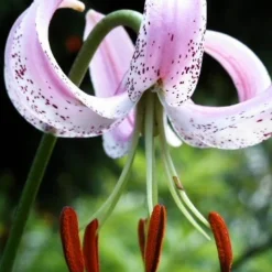 Menu Lankogense Lily