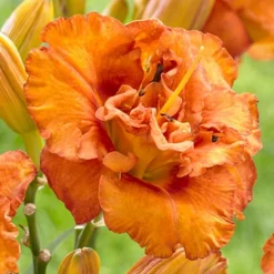 Menu Awesome Luck Daylily -US Garden Plants Sales 2024 77540 awesome luck daylily 2