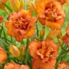 Menu Awesome Luck Daylily -US Garden Plants Sales 2024 77540 awesome luck daylily 3