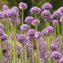 Menu Blue Eddy Allium