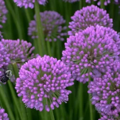 Menu Millenium Allium