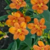 Menu Freckle Face Blackberry Lily -US Garden Plants Sales 2024 77543
