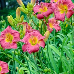 Menu Earlybird Cardinal Re-Blooming Daylily 6 Menu Earlybird Cardinal Re-Blooming Daylily -US Garden Plants Sales 2024 77545 02