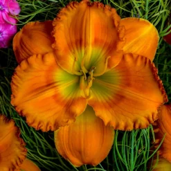 Menu Re-Blooming Daylily Collection -US Garden Plants Sales 2024 77546 1