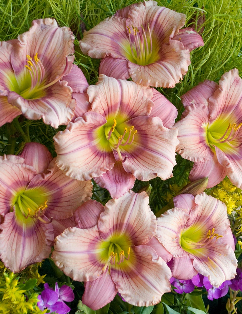 Menu Stephanie Returns Re-Blooming Daylily 4 Menu Stephanie Returns Re-Blooming Daylily - Image 2