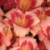 Menu Strawberry Candy Daylily -US Garden Plants Sales 2024 77548