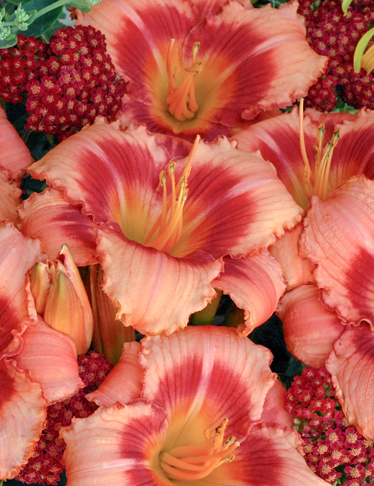 Menu Strawberry Candy Daylily 3 Menu Strawberry Candy Daylily