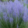 Menu Blue Jean Baby Russian Sage -US Garden Plants Sales 2024 77550