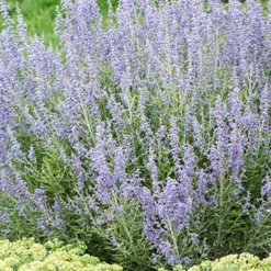 Menu Drought Tolerant Perennial Garden Collection -US Garden Plants Sales 2024 77550 blue jean baby russian sage 1
