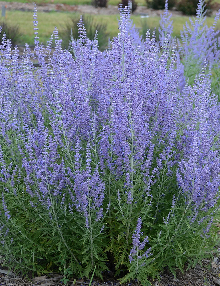 Menu Blue Jean Baby Russian Sage 3 Menu Blue Jean Baby Russian Sage
