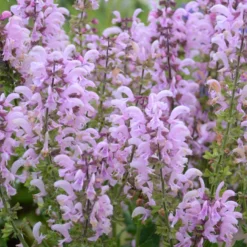 Menu Ballerina Pink Salvia