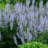 Menu Crystal Blue Salvia -US Garden Plants Sales 2024 77552