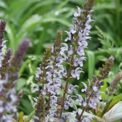 Menu Crystal Blue Salvia -US Garden Plants Sales 2024 77552 crystal blue salvia