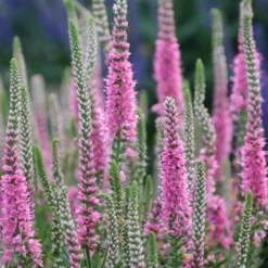 Menu Perfectly Picasso Speedwell