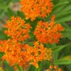 Menu Butterfly Weed Value Pack -US Garden Plants Sales 2024 77555 butterfly weed value pack