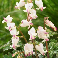 Menu Lovehearts Bleeding Hearts