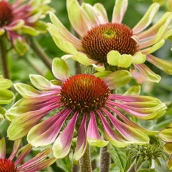Menu Green Twister Coneflower -US Garden Plants Sales 2024 77558 echinacea green twister 2