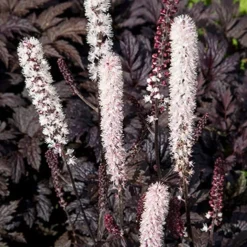 Menu Chocoholic Snakeroot -US Garden Plants Sales 2024 77560 actaea chocoholic 1 1