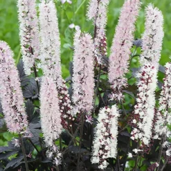 Menu Twilight And Light Shade Garden Collection -US Garden Plants Sales 2024 77560 actaea chocoholic 2