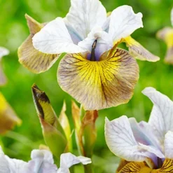 Menu Peacock Butterfly Uncorked Siberian Iris