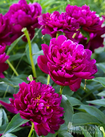 Menu Peter Brand Peony 4 Menu Peter Brand Peony - Image 2