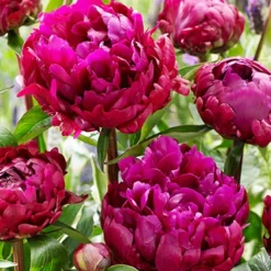 Menu Peter Brand Peony