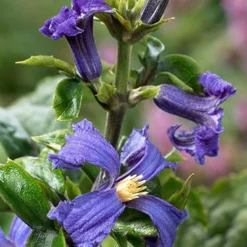 Menu China Purple Clematis 5 Menu China Purple Clematis -US Garden Plants Sales 2024 77564 clematis china purple 2