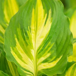 Menu Peppy Shade Garden Collection 15 Menu Peppy Shade Garden Collection -US Garden Plants Sales 2024 77567 hosta lakeside paisley print 1