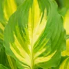 Menu Lakeside Paisley Print Hosta -US Garden Plants Sales 2024 77567 hosta lakeside paisley print