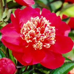 Menu Charles Burgess Peony