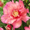 Menu Hillary Itoh Hybrid Peony -US Garden Plants Sales 2024 77569 hillary peony