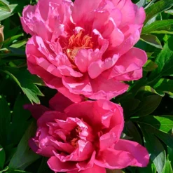 Menu Hillary Itoh Hybrid Peony 8 Menu Hillary Itoh Hybrid Peony -US Garden Plants Sales 2024 77569 hillary peony 3