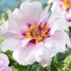Menu Cora Louise Itoh Hybrid Peony -US Garden Plants Sales 2024 77570 cora louise peony