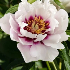 Menu Cora Louise Itoh Hybrid Peony 8 Menu Cora Louise Itoh Hybrid Peony -US Garden Plants Sales 2024 77570 cora louise peony 2