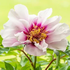 Menu Cora Louise Itoh Hybrid Peony 9 Menu Cora Louise Itoh Hybrid Peony -US Garden Plants Sales 2024 77570 cora louise peony 4